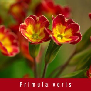 Primula veris