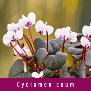 Cyclamen coum