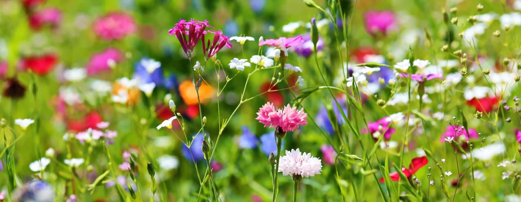 Wildflower meadow