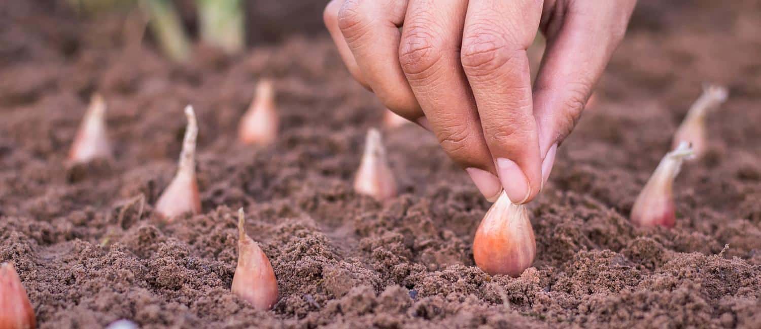 Planting onions