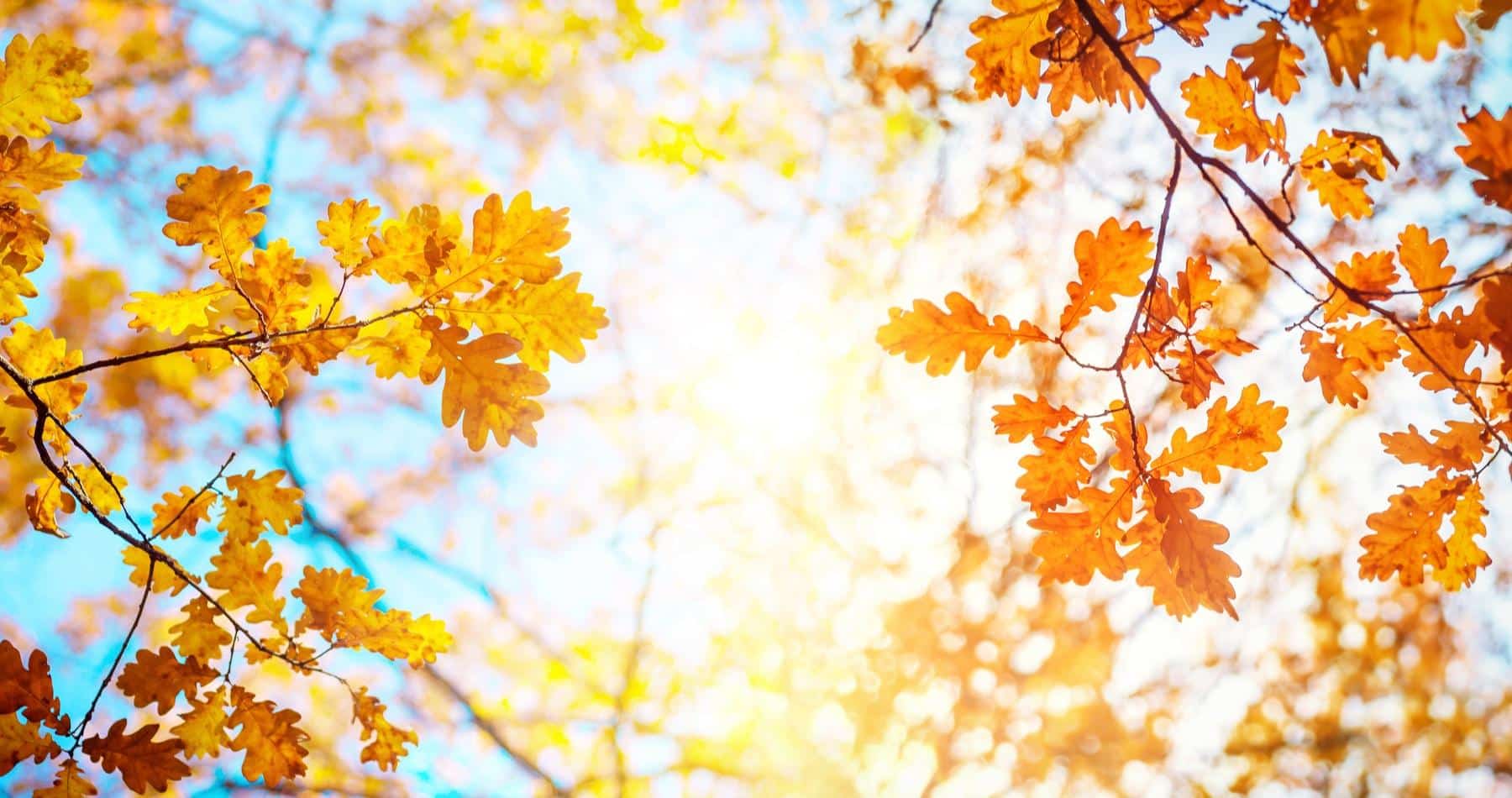 September Gardening Tips
