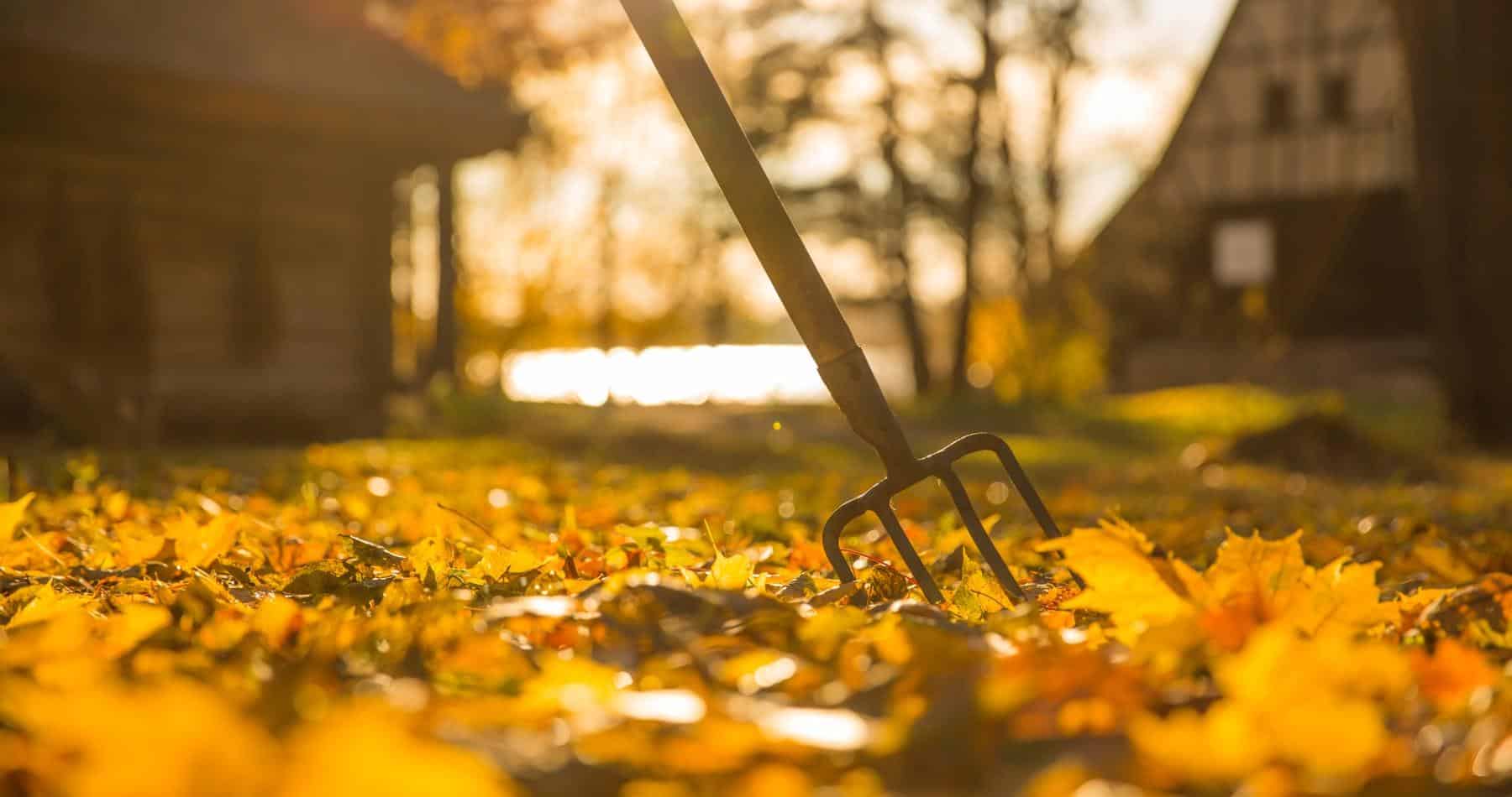 Pitchfork in autumn leaves