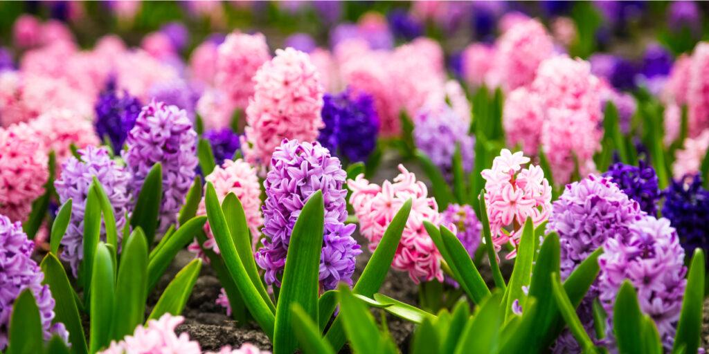 Hyacinths in a garden border