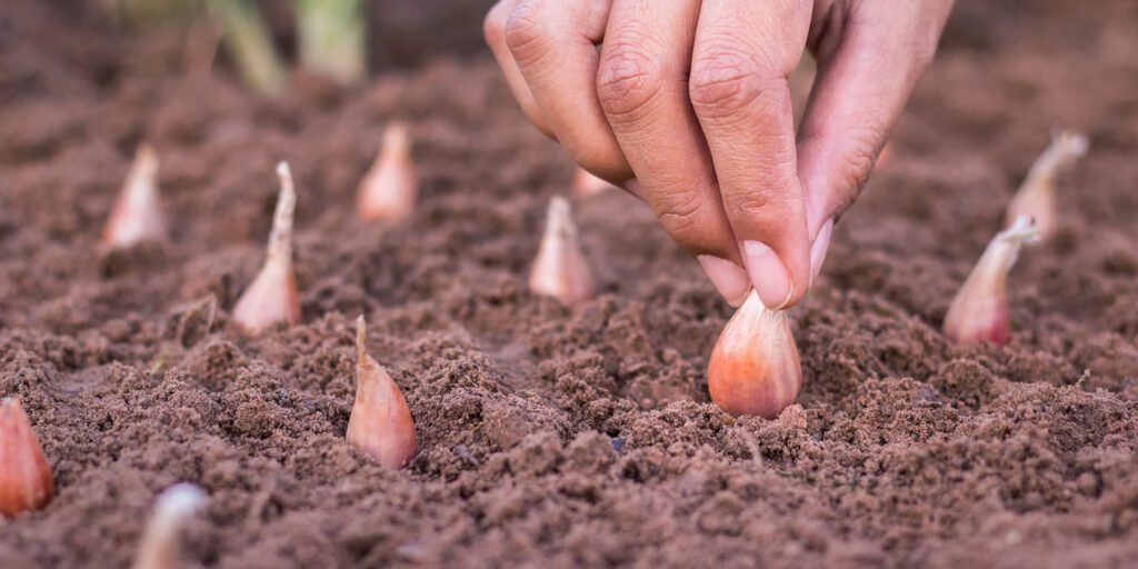 Planting onions in November