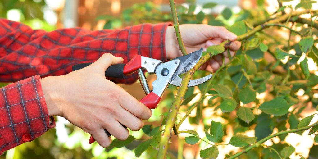 Pruning roses in winter