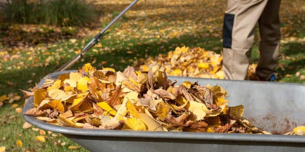 Collecting leaves