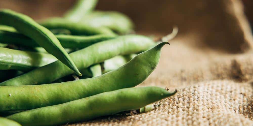 Broad beans