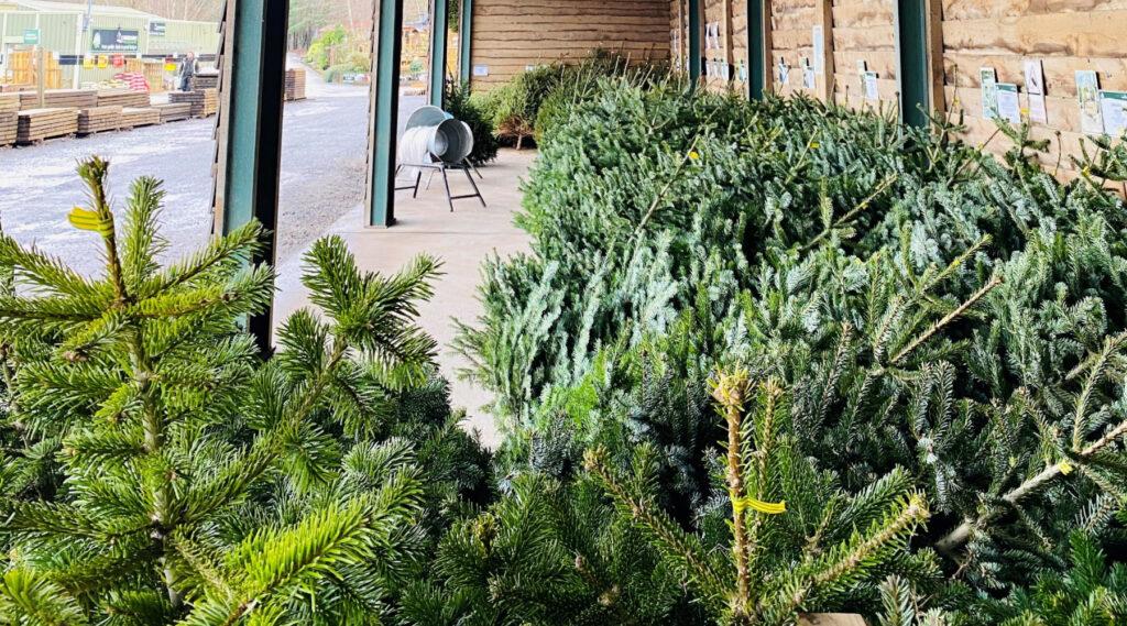Earnshaws Christmas Trees