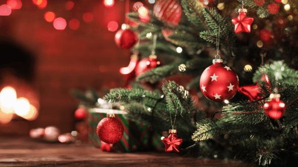 Find Your Perfect Christmas Tree