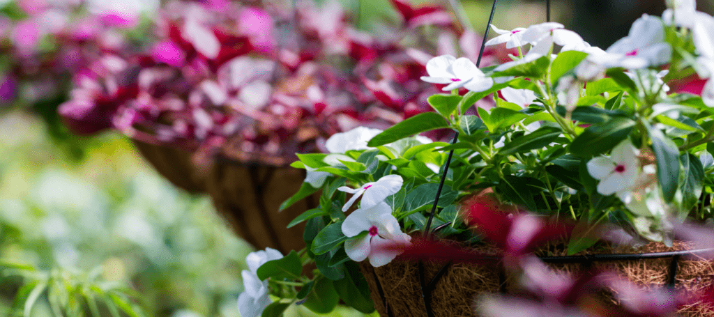 Hanging baskets