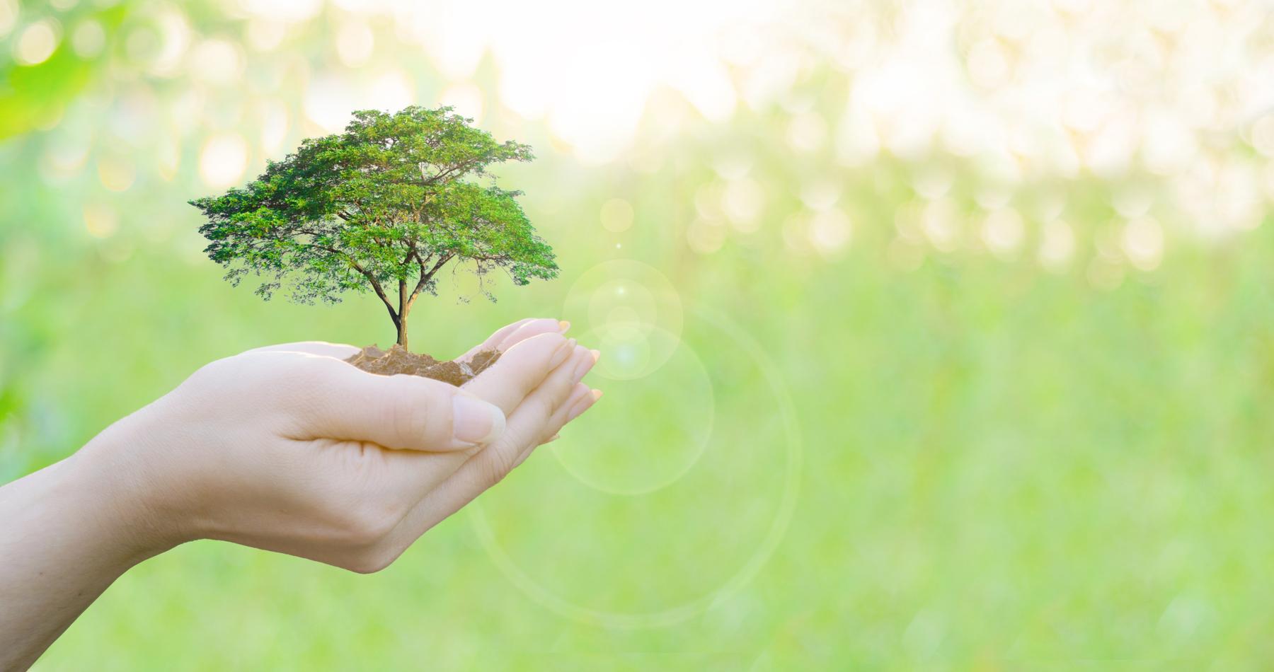 Tree in someone's hands