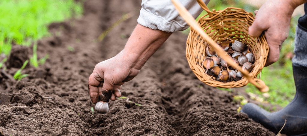 Planting garlic