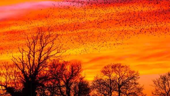 Discover the Dance of the Starling!