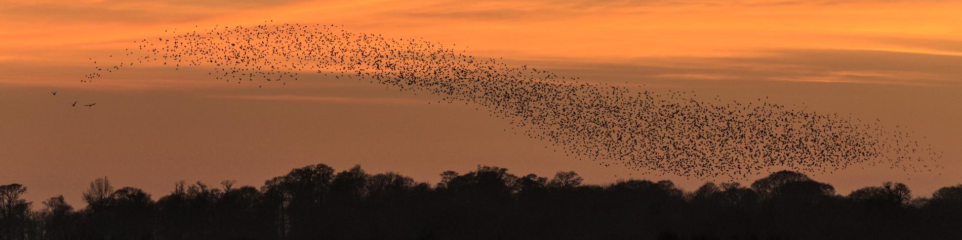 Starling murmurations in South Yorkshire