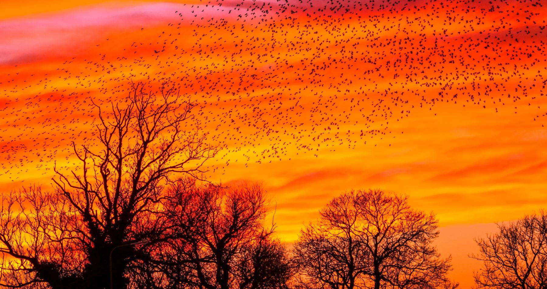 Starling murmurations