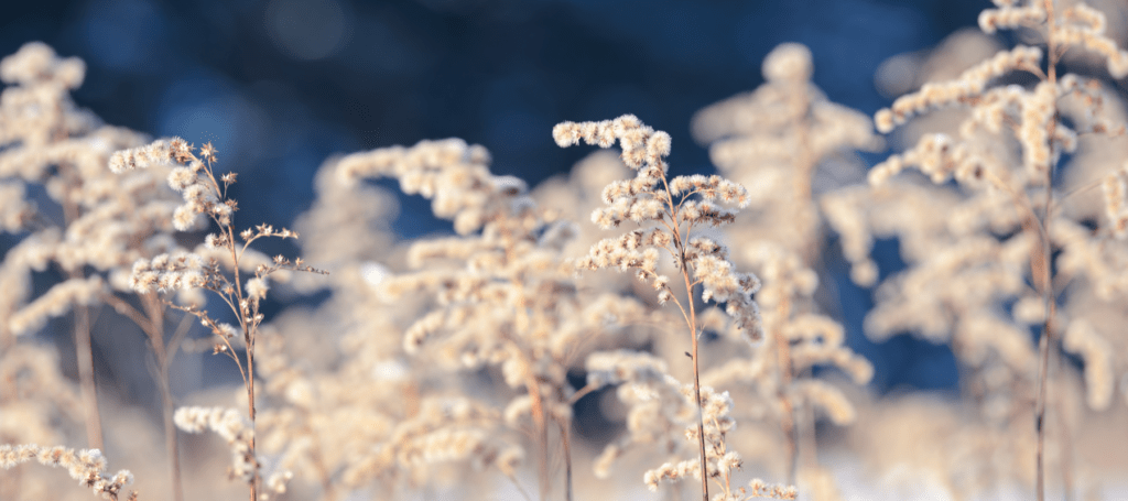 Winter flowers