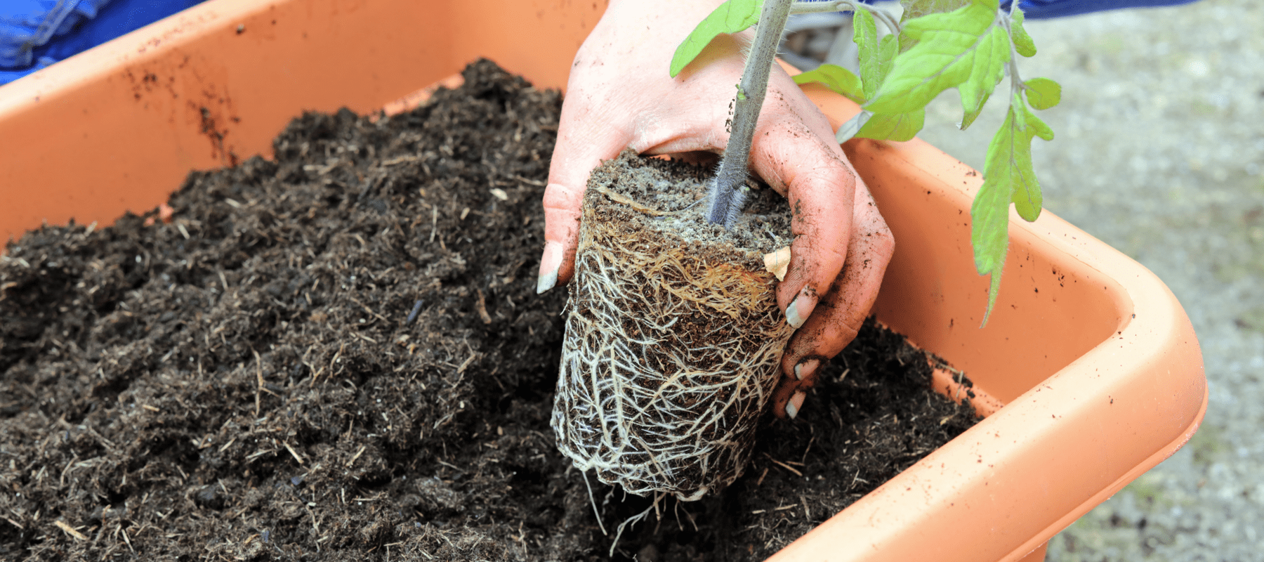 Adding plants to a window display