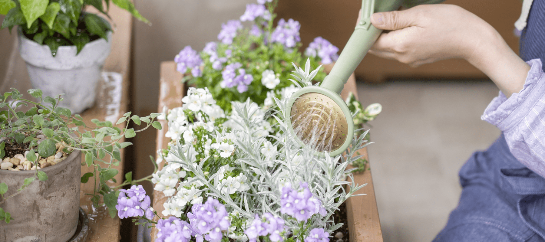 Watering a window display