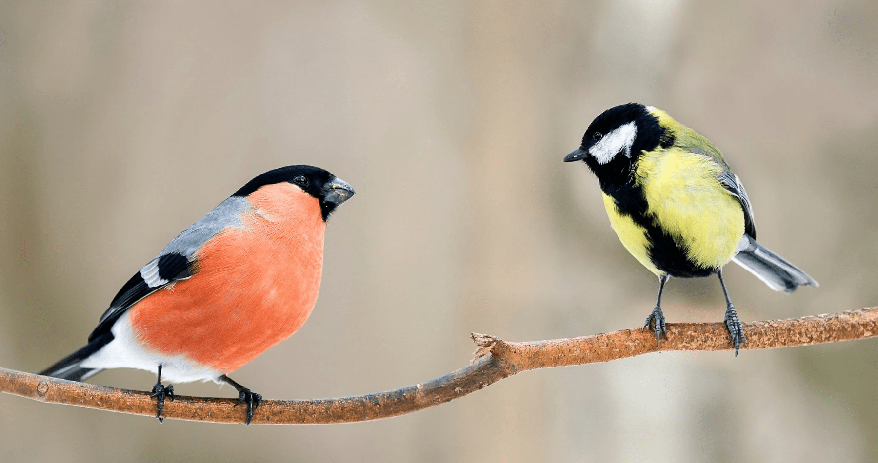 The Big Garden Birdwatch 2022