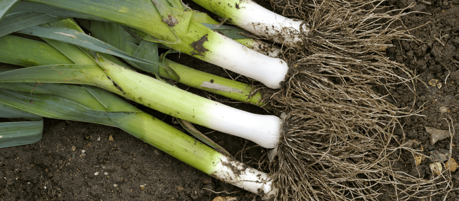 Harvesting leeks