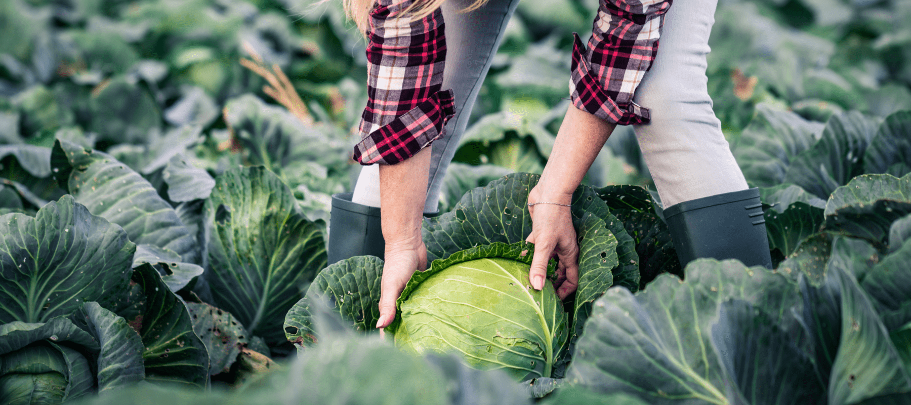 Woman harvesting cabbage