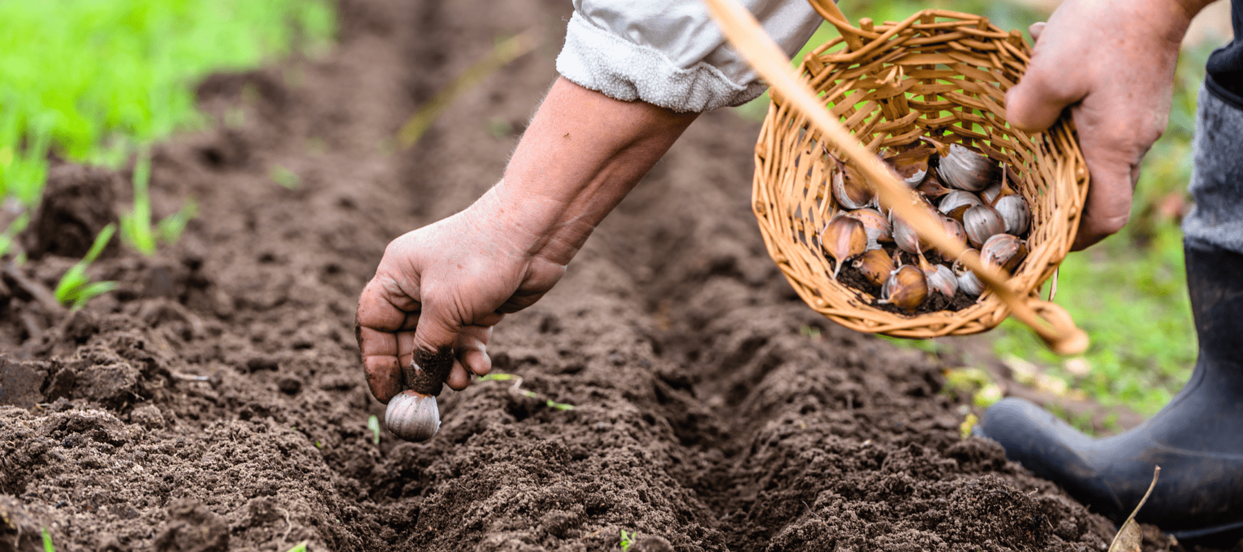 Planting garlic bulbs in an allotment