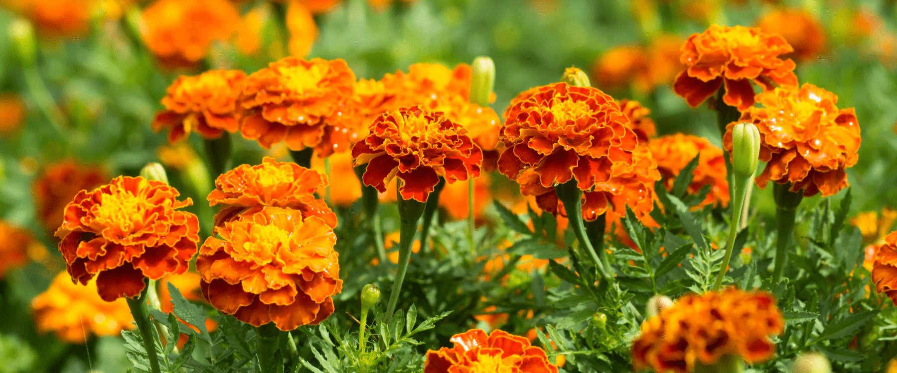 French marigolds in a garden