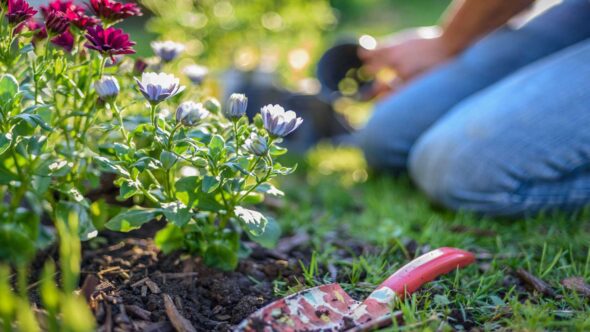 March in Your Garden