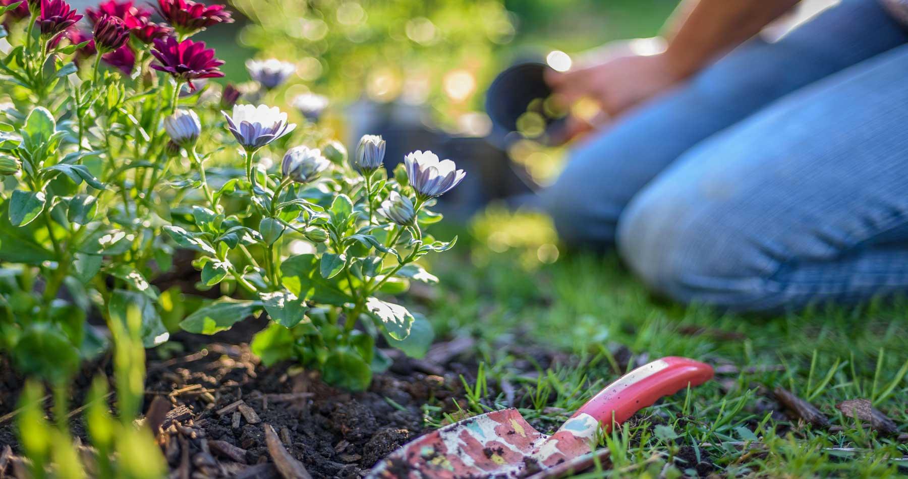 March in Your Garden