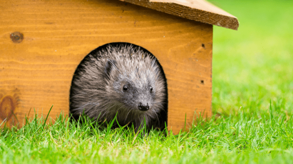 National Hedgehog Day 2022