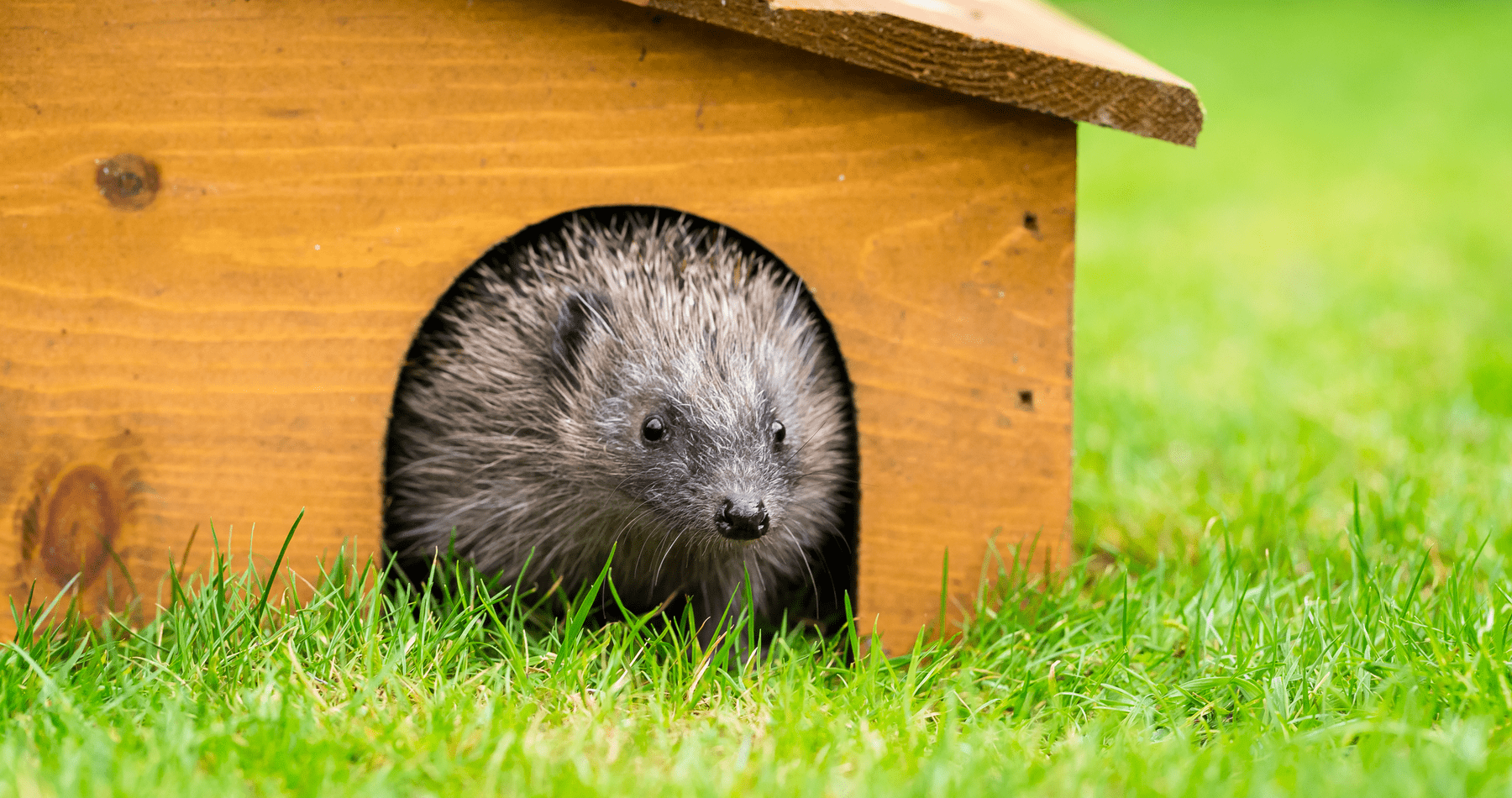 National Hedgehog Day 2022