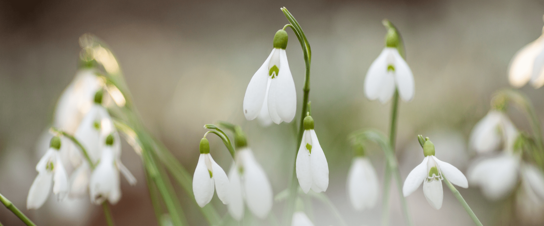 Snowdrops in spring