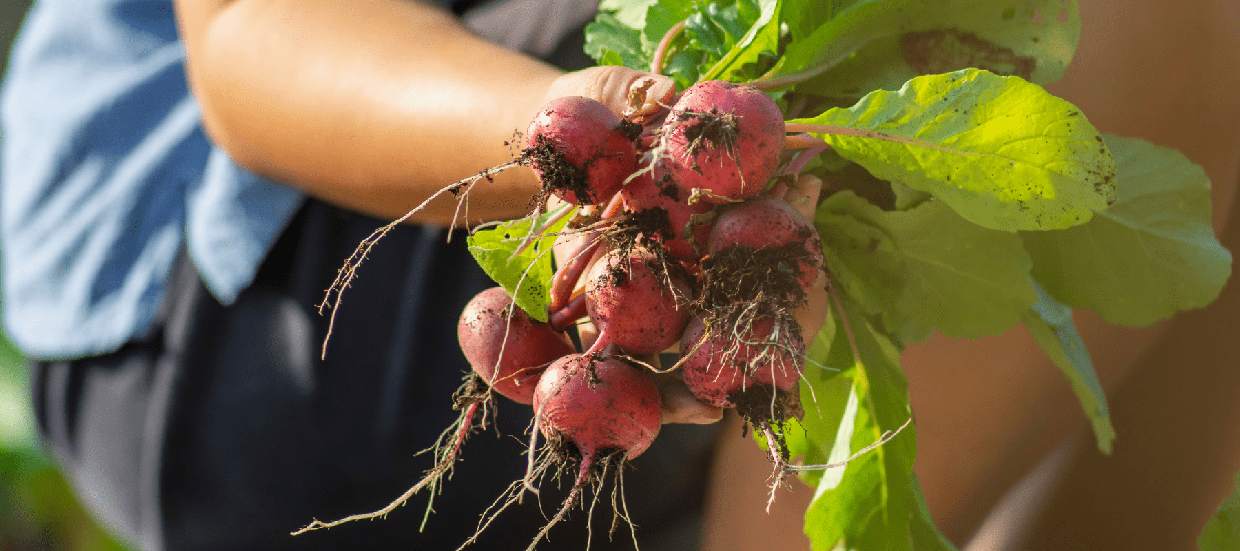 Harvesting radishes