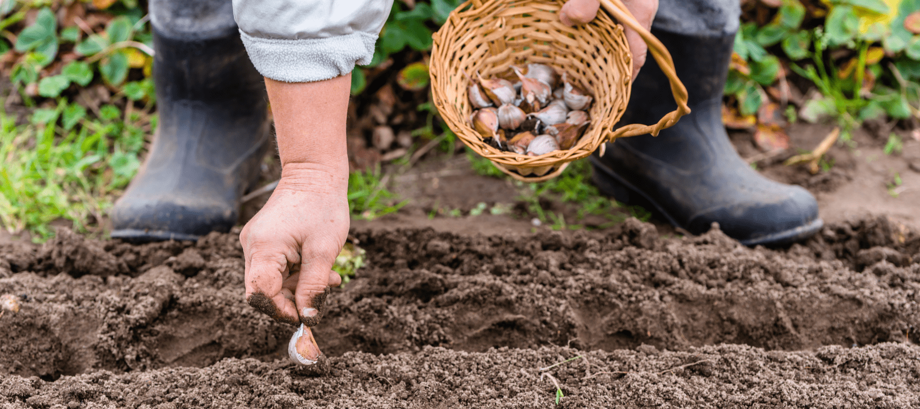 Planting garlic