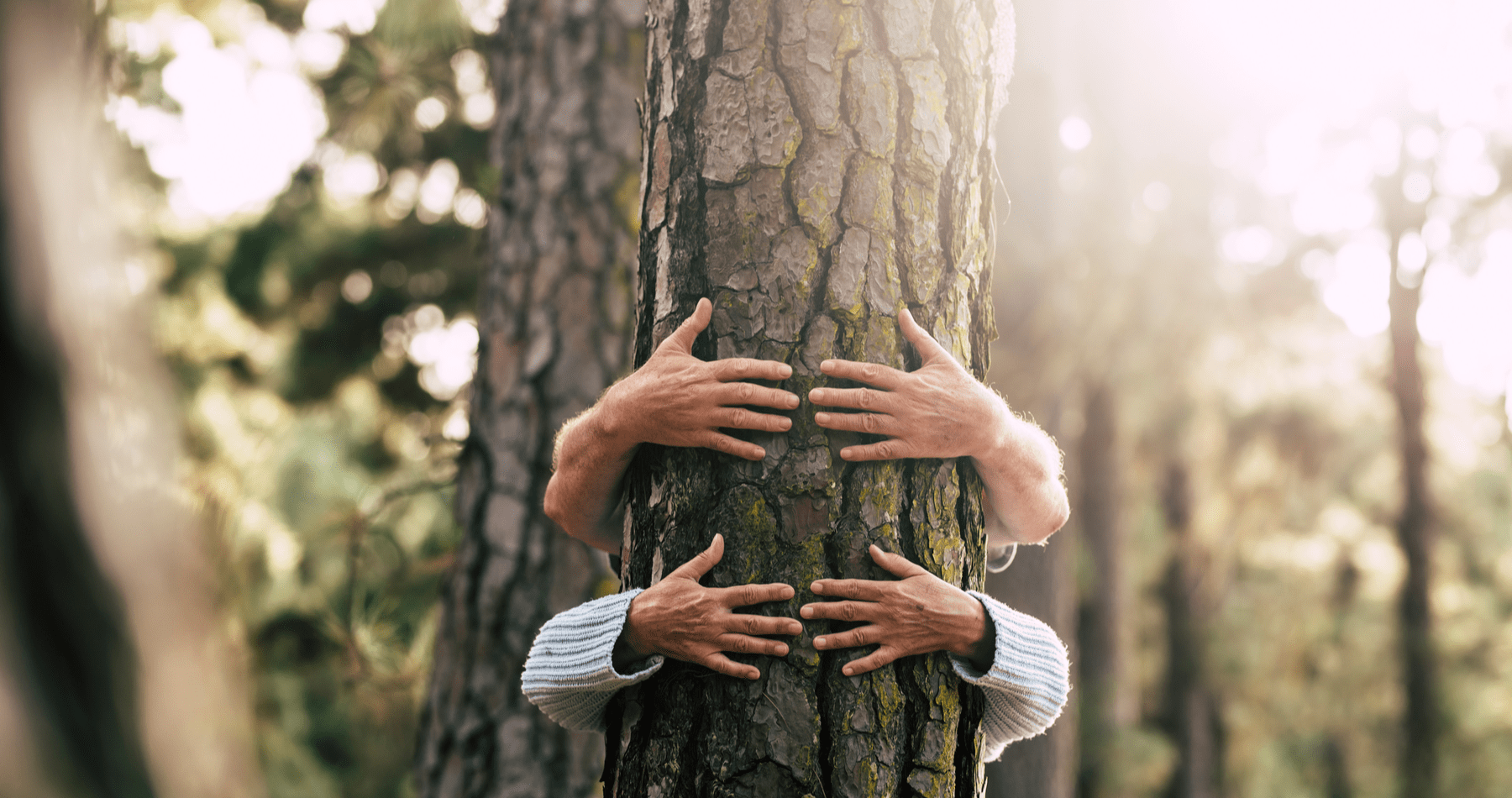 International Day of Forests