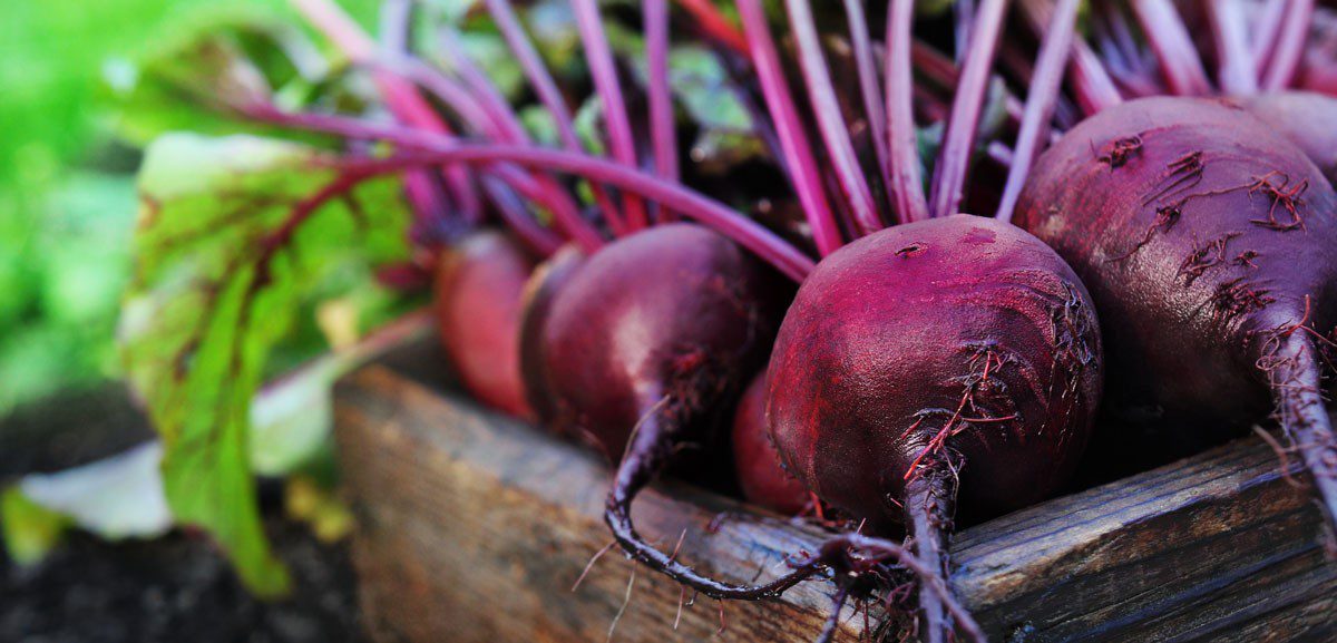 Your summer crop of beetroot can be sewn outside in May