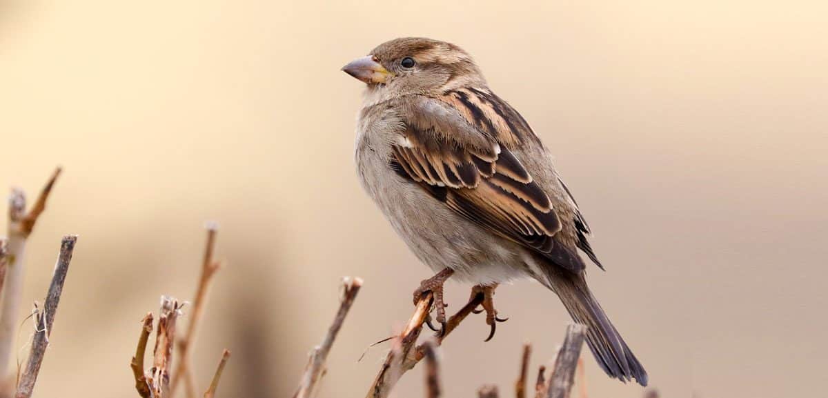 Results from the RSPB 2022 Big Garden Birdwatch announced