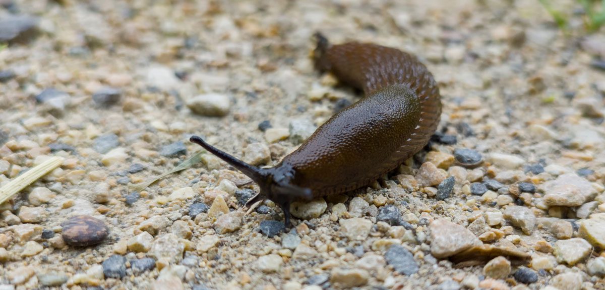 Slug Pellets Are Banned In The UK