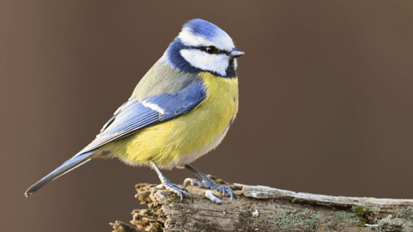 THE RSPB BIRDWATCH RESULTS ARE IN!