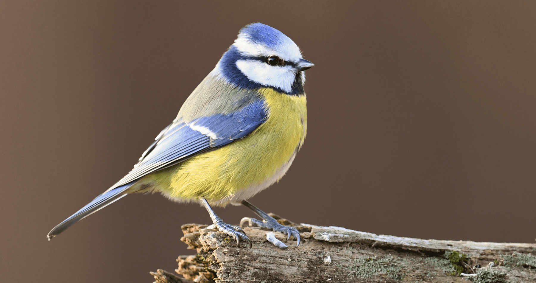 The Results of the Big Garden Birdwatch are in!