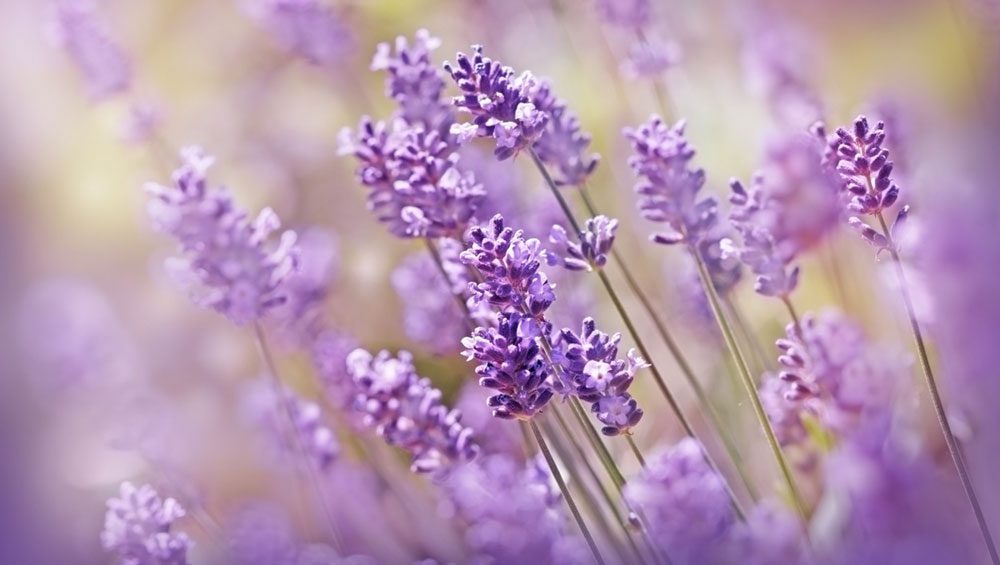 Lavender