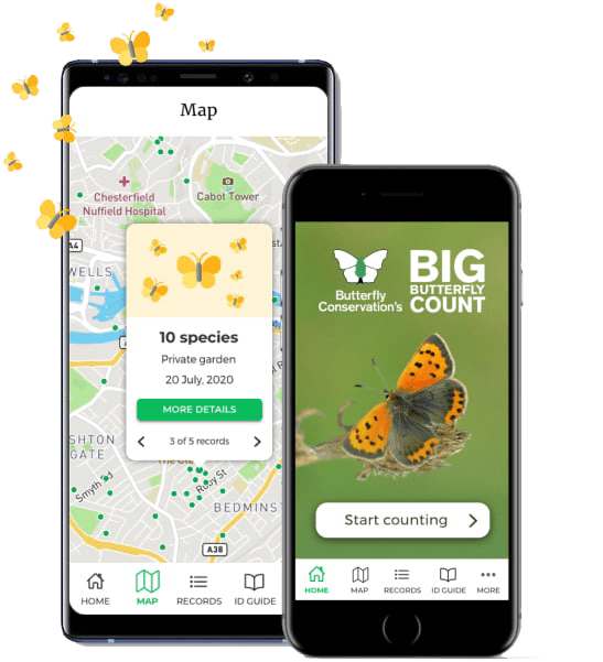 The Big Butterfly Count App