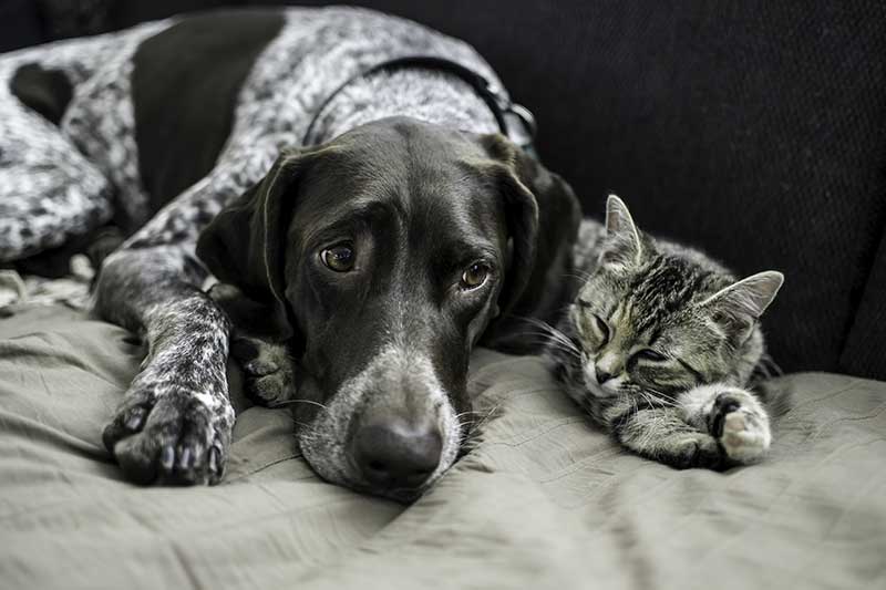 Cat and Dog