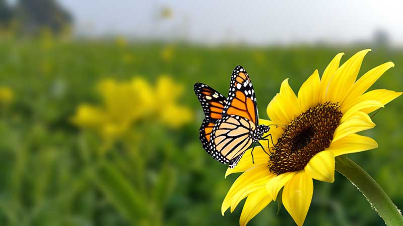 The Big Butterfly Count