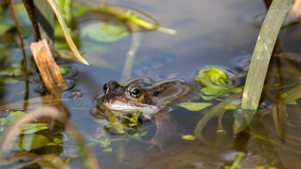 Great Yorkshire Creature Count