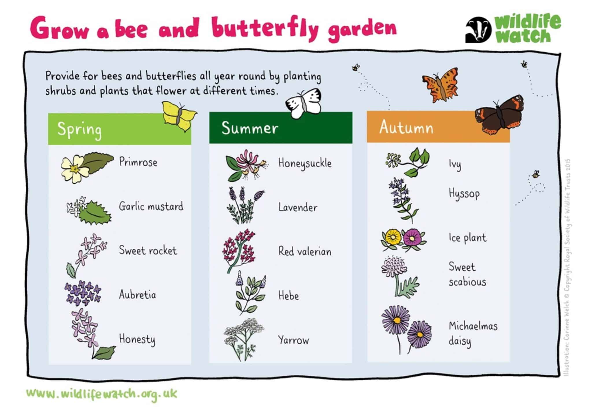 Grow a Bee and Butterly Friendly Garden