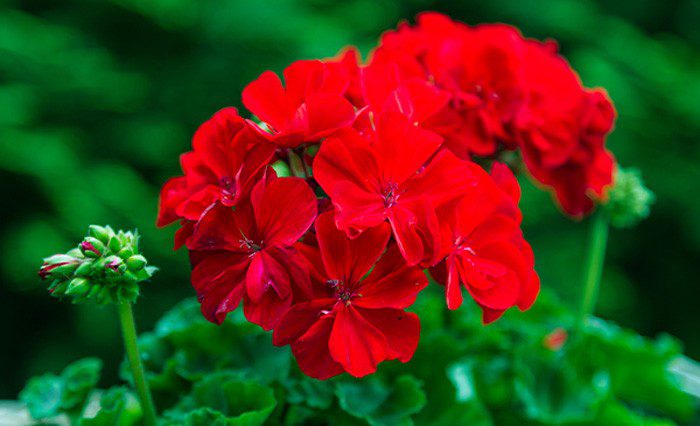 Growing Greener Geraniums