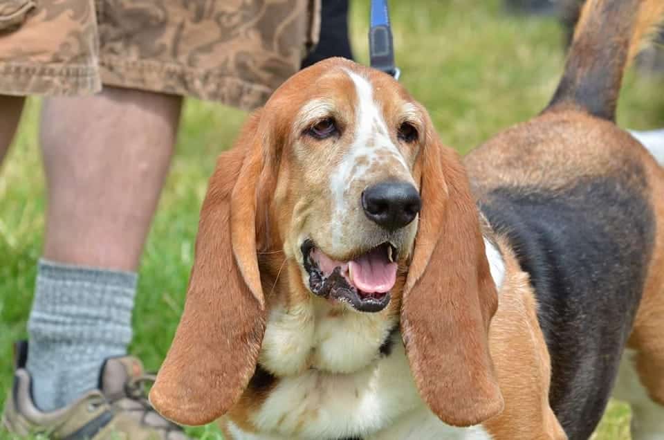 Happy dog - Emley Show 2022