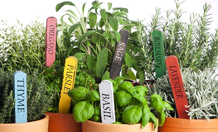 Picture of Herbs - September in your garden
