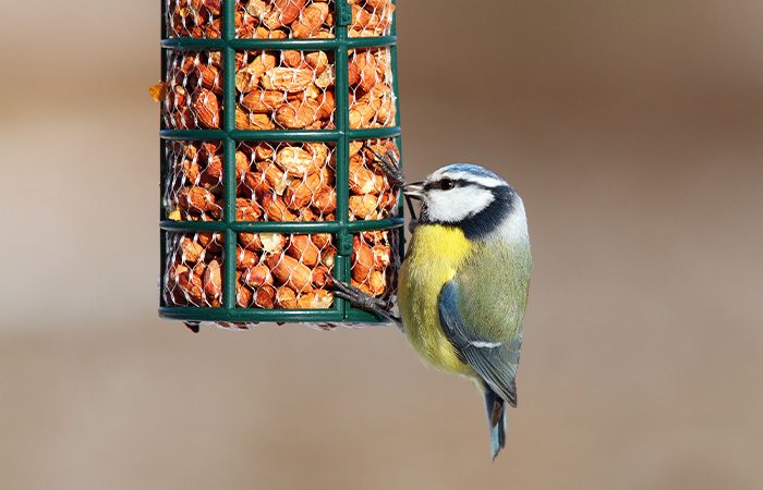 Birdcare and Bird feeders at Earnshaws